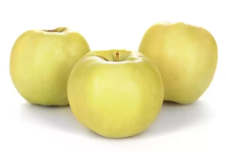 epal untuk rawatan urat varikos