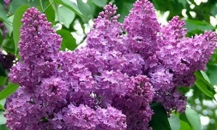 penggunaan lilac untuk merawat urat varikos